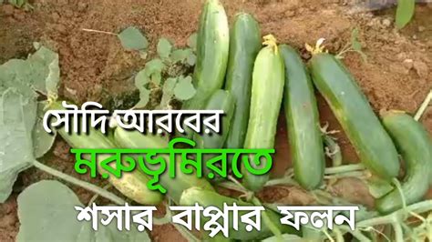 সৌদি আরবের মরুভূমিরতে শসার বাপ্পার ফলন Youtube