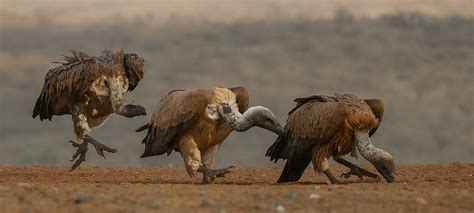 First Come First Serve Photograph By Peet Van Den Berg Fine Art America