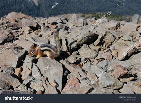 2011 Summer Yellowstone National Park Stock Photo 2130730670 Shutterstock