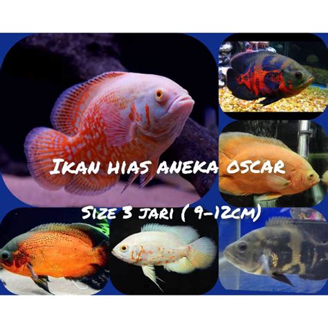 Jual Ikan Oscar Tiger Albino Tiger Shopee Indonesia