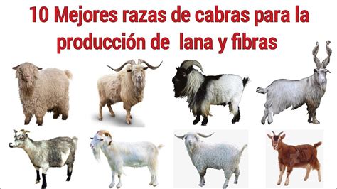 Las 10 mejores razas de cabras para la producción de fibras y lana