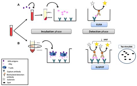 Frontiers Immune Functional Assays From Custom To Standardized Tests