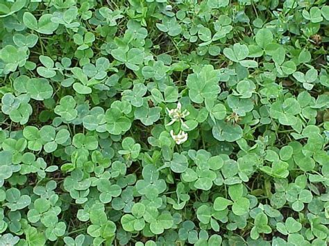 Clover Ground Cover Seeds | ithinki teach