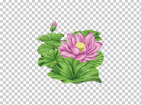 Nelumbo Nucifera Flower Png Clipart Annual Plant Cut Flowers