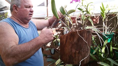 Topo 50 imagem como cuidar de orquídea no tronco br thptnganamst edu vn