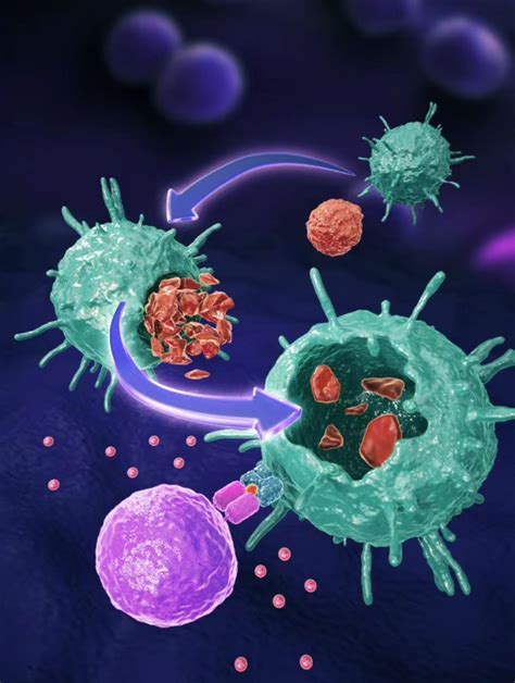 科学家开发第二代car 巨噬细胞，通过胞葬作用诱导杀灭实体肿瘤细胞，与化疗联用或达更佳疗效 腾讯新闻