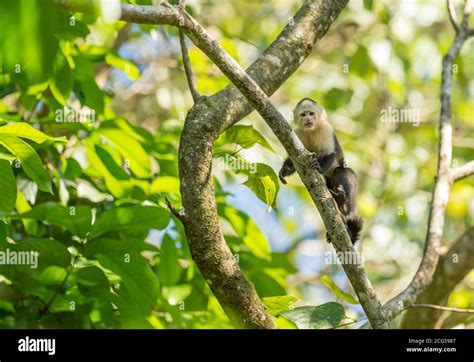 White Faced Capuchin Costa Rica Stock Photo Alamy