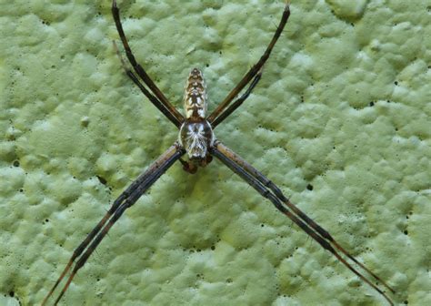 Male Argiope Aurantia Black And Yellow Garden Spider In Lake Wildwood Bibb County Macon Area