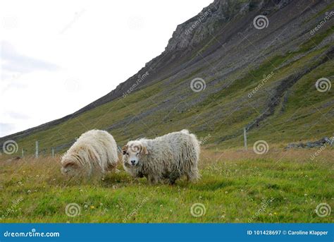 Icelandic Sheep stock image. Image of livestock, graze - 101428697