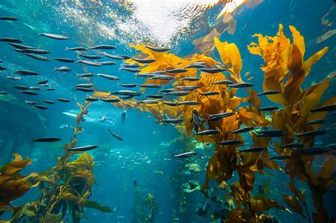 Kelp Forest Monterey Bay Aquarium Monterey County California Usa