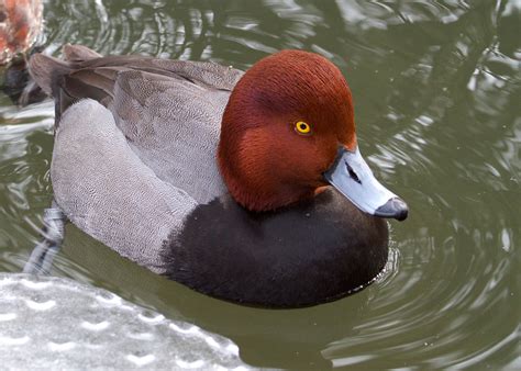 Redhead Duck - Connecticut's Beardsley Zoo