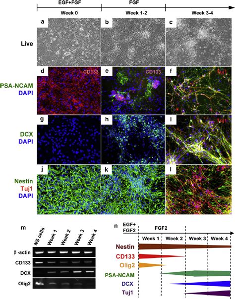 Time Course Of Neuronal Differentiation Human Ns Cells Undergo