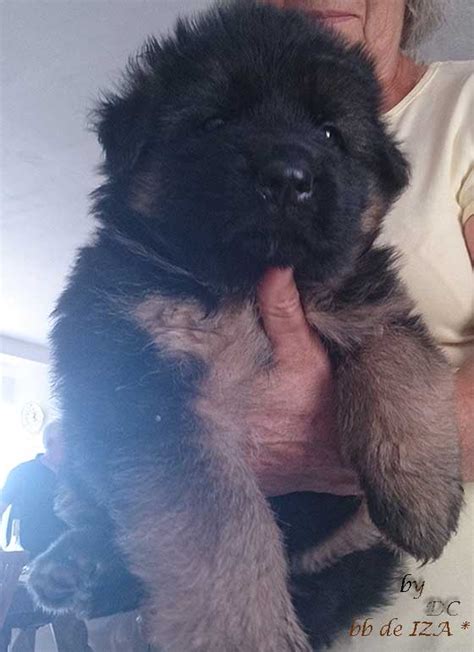 Chiot Berger Allemand Poil Long Poil Long Gros Gabarit