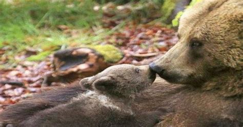 Abruzzo Mamma Orsa Investita Il Suo Cucciolo La Cerca Disperatamente