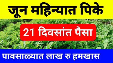 जून महिन्यात पिके मेथी लागवड 21 दिवसांत पैसा पावसाळी पिके जून महिन्यात कोणती पिके घ्यावी