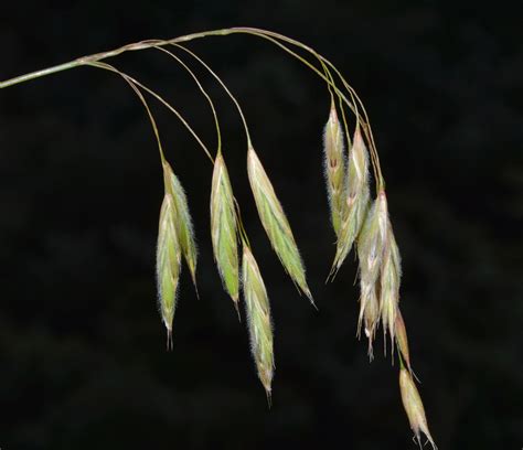 Bromus Richardsonii Poaceae Image At Phytoimages Siu Edu