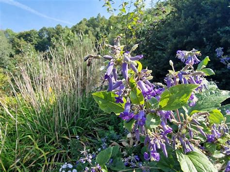 How To Grow Clematis Heracleifolia Earthone