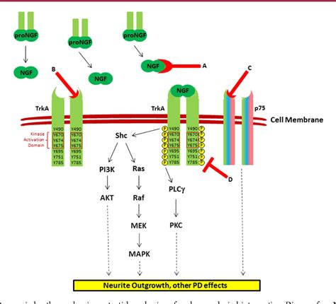 Figure From Targeting The Nerve Growth Factor Ngf Pathway In Drug