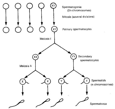 Schematic Representation Of Spermatogenesis Bester