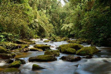 Legado das Águas a diversidade da Mata Atlântica em uma reserva