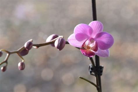 Descubre el secreto para enraizar orquídeas en agua y tener plantas