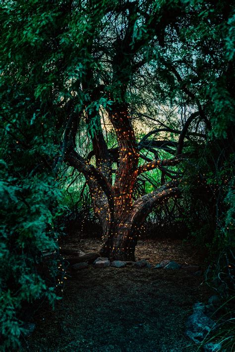 🔥 30 Magic Tree Wallpapers Wallpapersafari