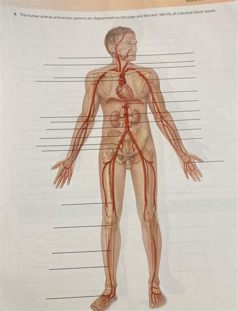 Solved Review Sheet Exercise Anatomy Of Blood Vessels