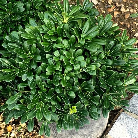 Pittosporum 'Japanese Mock Orange' 10" Pot - Hello Hello Plants