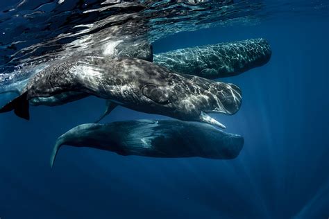 Whale Vocalization Description Clicks Songs And Facts Britannica