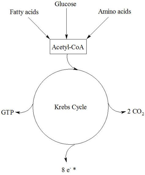 Krebs Cycle Importance Proteopedia Life In D