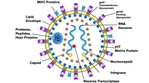 Describe the structure of HIV with a diagram.