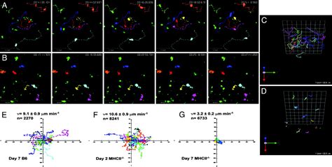 Mhc Class Ii Deprivation Impairs Cd4 T Cell Motility And Responsiveness