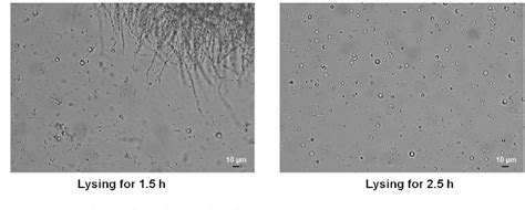 Figure From Protocol For Gene Characterization In Aspergillus Niger