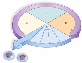 Cell Cycle Diagram To Label Diagram Quizlet