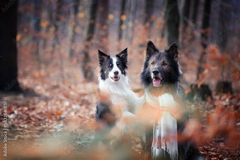 Owczarek niemiecki Border collie Rasowy pies Szkolenie psów w