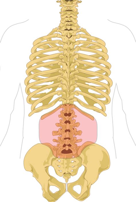 Organs Underneath Back Rib Cage / The spleen sits under your rib cage ...