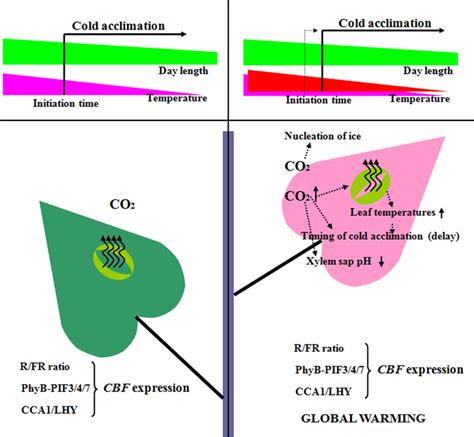 Schematic illustration of the impact of climate change on cold ...