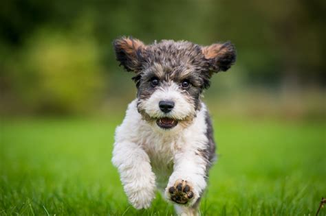 Cutest Dog Mix Breeds