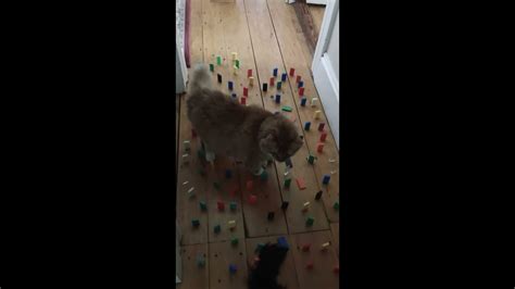 Cat Vs Obstacle Course Part 1 Youtube