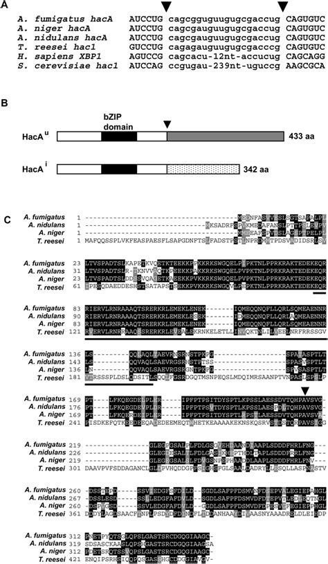 Sequence Analysis Of A Fumigatus Hacai A Alignment Of The Rna