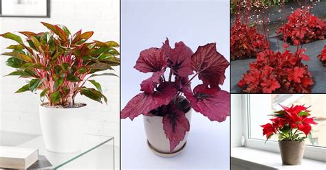 15 Impressive Red Indoor Plants Houseplants With Red Leaves