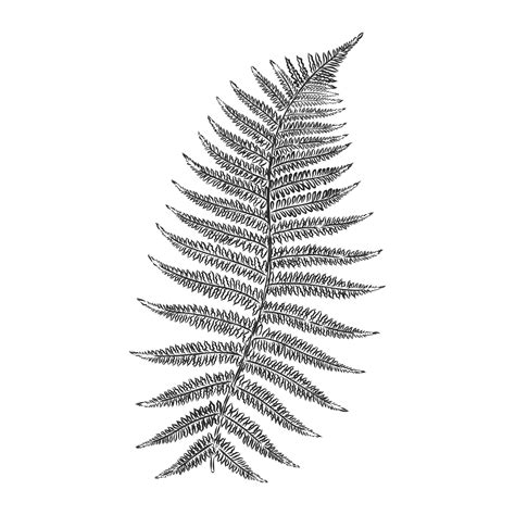 fern leaf vector sketch 7312661 Vector Art at Vecteezy