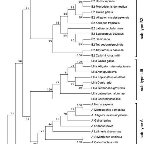 Phylogenetic Tree Of Vertebrate Lamin Protein Sequences Lamin Protein