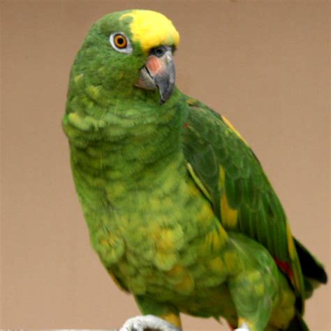 Yellow Crowned Amazon Parrots