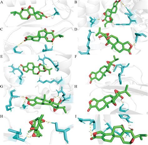 Molecular Docking Of Tp With Potential Target Proteins A Akt1 B