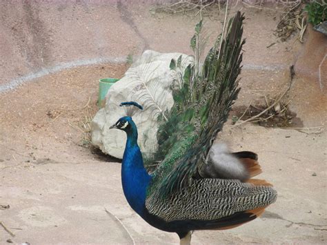 Indian Peafowl Zoochat