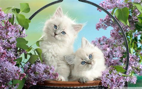 White Kitten Wallpapers - Top Free White Kitten Backgrounds - WallpaperAccess