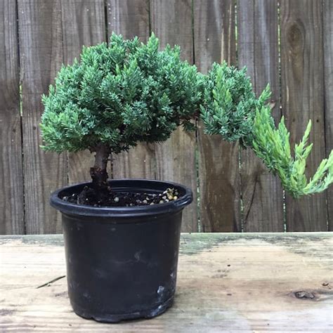 Japanese Dwarf Juniper Bonsai Tree Great T Etsy