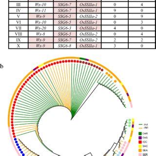 Combined haplotypes and phylogenetic tree of haplotype combinations ... 