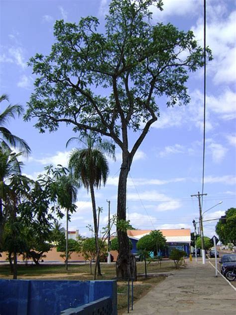 P De Cedro Do Zacaria Mour O Hist Rico Em Coxim Foto Hermes Peixoto